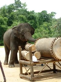 elephant, drum